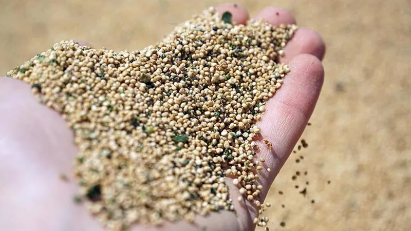 Kinoa Mı? Bulgur ve Pirinci Unutun! Şok Faydaları Ortaya Çıktı!