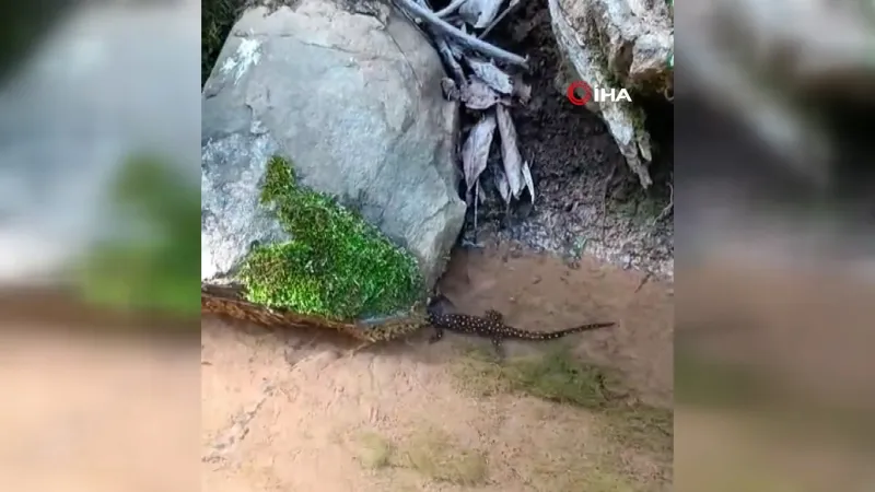 Elazığ'da benekli semender görüntülendi