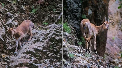 Erzincan'da Drone'la Görüntülenen Yaban Keçileri Büyüledi!