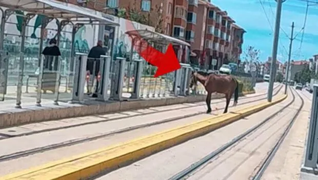 Eskişehir'de Tramvay Durağında At! Görenler Gözlerine İnanamadı