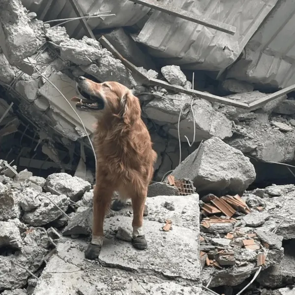 Kahraman Köpek Killian Hayatını Kaybetti: Türkiye'nin Acı Kaybı!