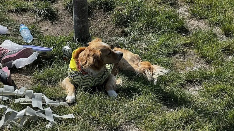 Kayseri'de Köpek Saldırısı! 4 Yaşındaki Çocuk Ağır Yaralı