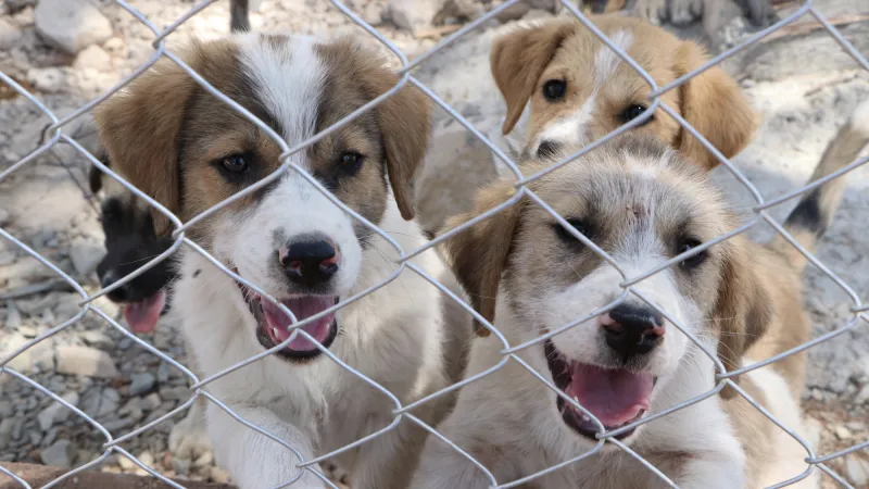 Kilis'te sahipsiz köpekler için özel yaşam alanı kuruldu
