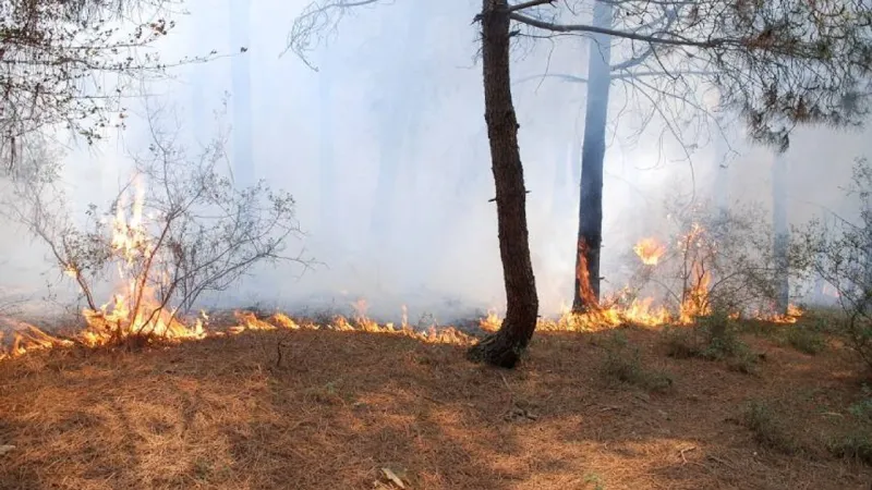 Milas'ta ikinci orman yangını başladı