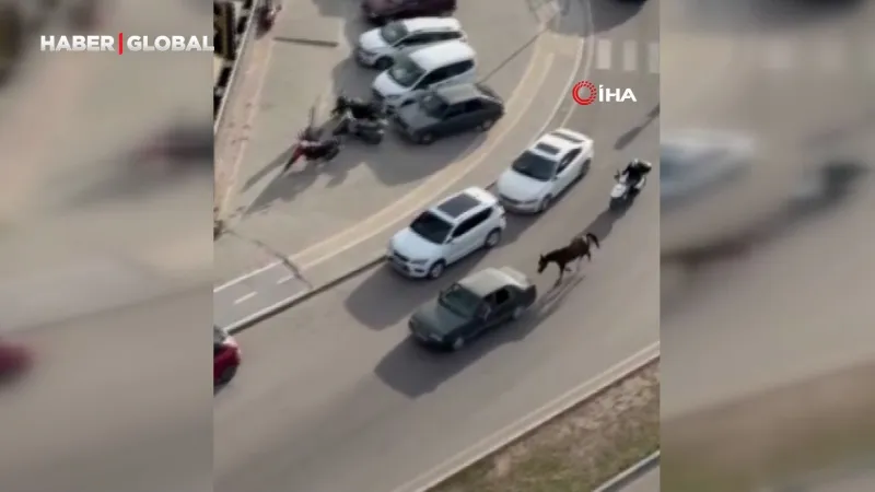 Adana'da Atı Arabaya Bağlayanlara Şok Ceza! Neler Oldu?
