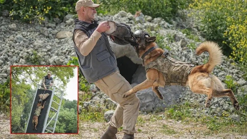 Vatan Savunması Köpeklere Emanet! İşte Özel Eğitim Yöntemleri