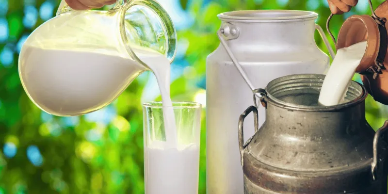 Süt Devlerine Rekabet Soruşturması! Sütaş ve Daha Neler Var?