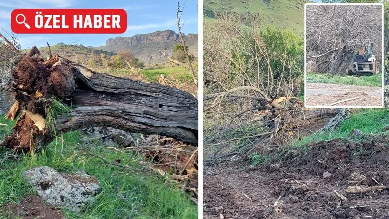 Tunceli'de Yüzyıllık Dut Ağaçları Katledildi! Sebebi Şok Etti!