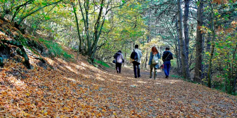 Ormanlara girişler yasaklandı: Tarih verildi