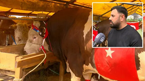 Şampiyon boğa 'Poyraz'ın sahibi: Cumhurbaşkanı'na hediye edeceğim