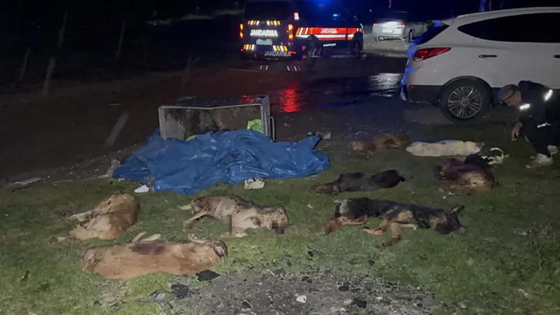 Samsun'da kan donduran manzara! 9 köpek ölü bulundu: Soruşturma başlatıldı