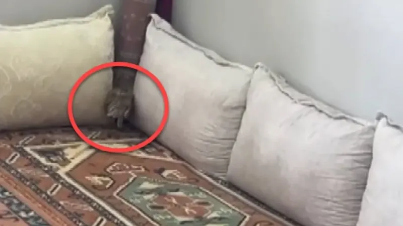 Peçeli Baykuşun Sıcakla İmtihanı! Evde Ne Yaptı?