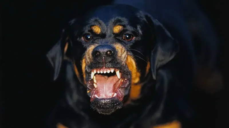 Ağızlıksız Rottweiler Dehşeti! Kuryeyi Parçaladı mı?