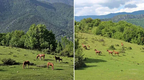 Yaylaların özgür ruhları yılkı atları havadan görüntülendi